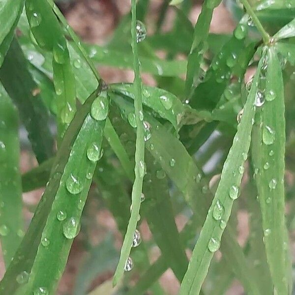 Asparagus falcatus Frunză