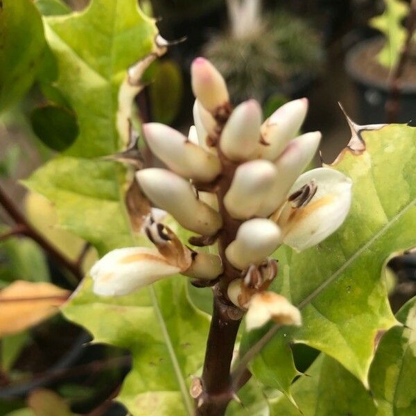 Acanthus ilicifolius Flower