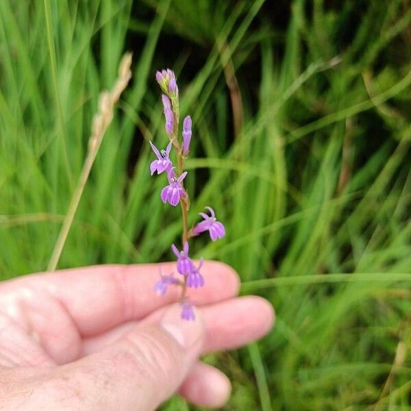 Lobelia urens Lorea