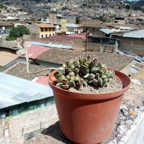 Adromischus cooperi Лист