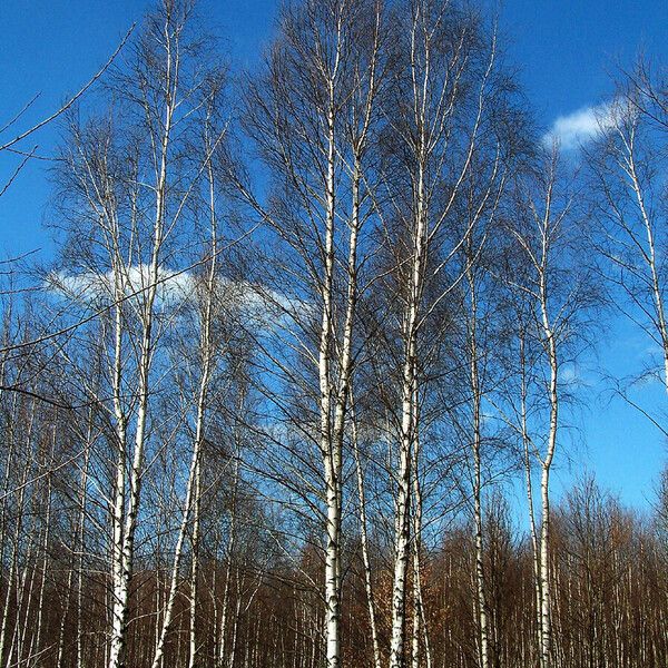 Betula pendula Bark