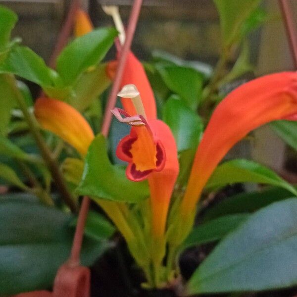 Aeschynanthus speciosus Bloem