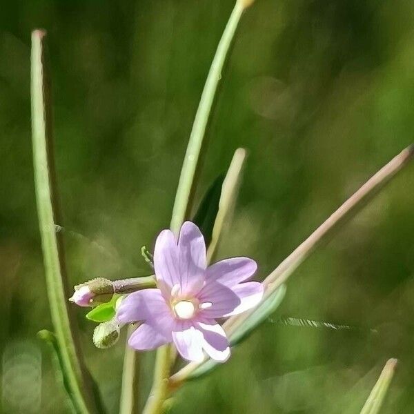 Epilobium palustre Fiore