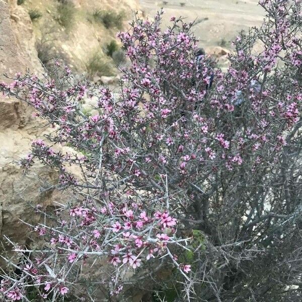 Prunus lycioides