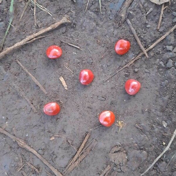 Adenanthera pavonina Fruit