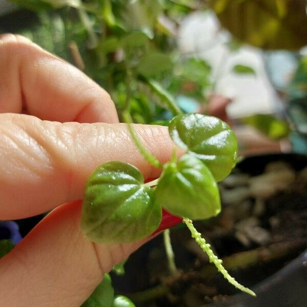 Peperomia pellucida Folha