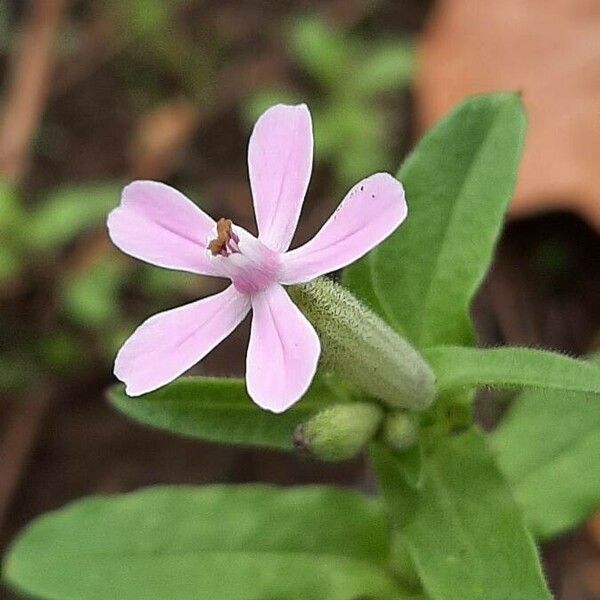 Saponaria ocymoides 花