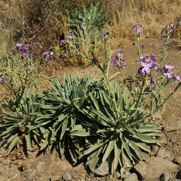 Matthiola maderensis Celota