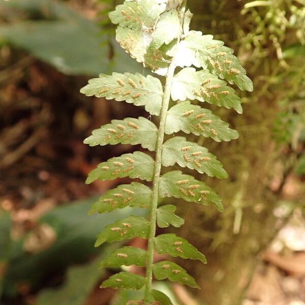 Asplenium barteri Лист