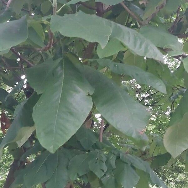 Magnolia macrophylla Deilen