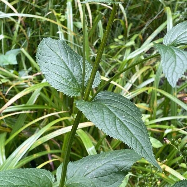 Scrophularia nodosa Leaf