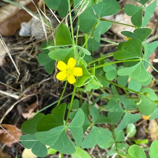 Oxalis stricta Fulla