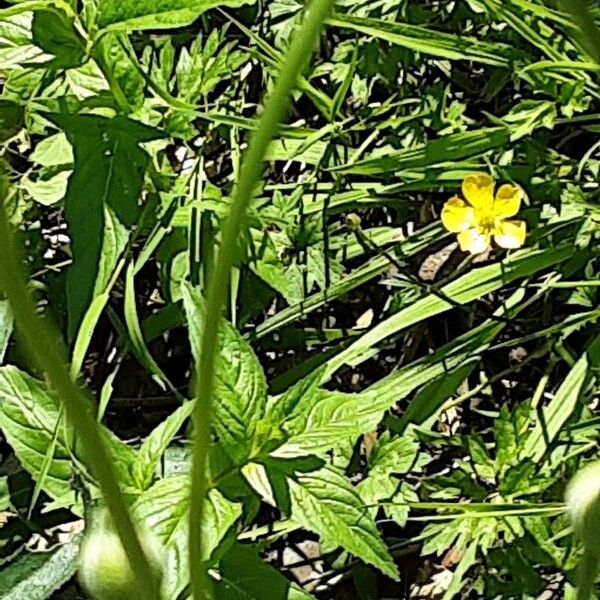 Anemone virginiana Kabuk