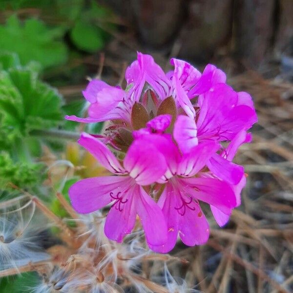 Pelargonium capitatum Virág