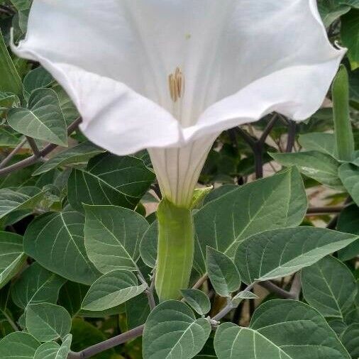 Datura metel Kukka