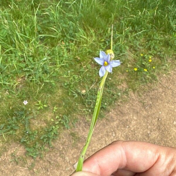 Sisyrinchium montanum Virág