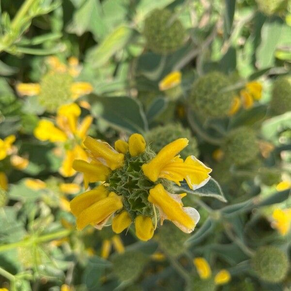 Phlomis fruticosa Flor