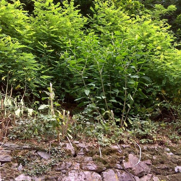 Phytolacca americana Habitat