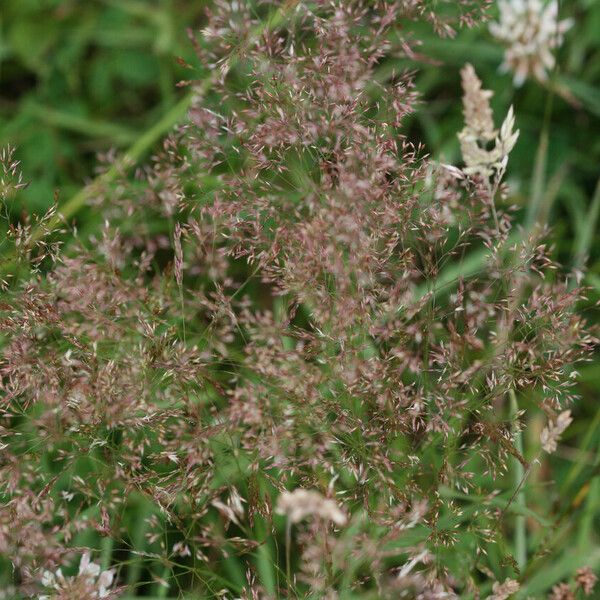 Agrostis vinealis Plod