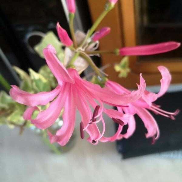 Nerine bowdenii പുഷ്പം