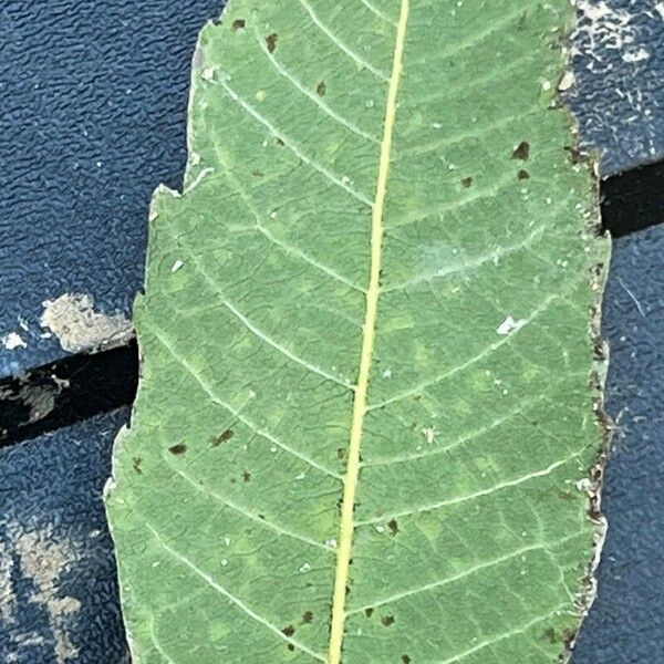 Carya pallida Folha