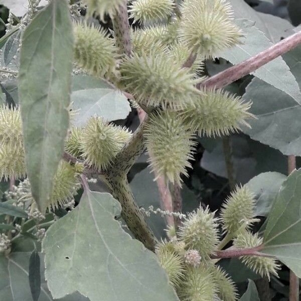 Xanthium strumarium Frukt