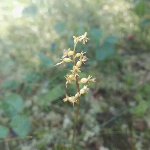 Neottia cordata Floare