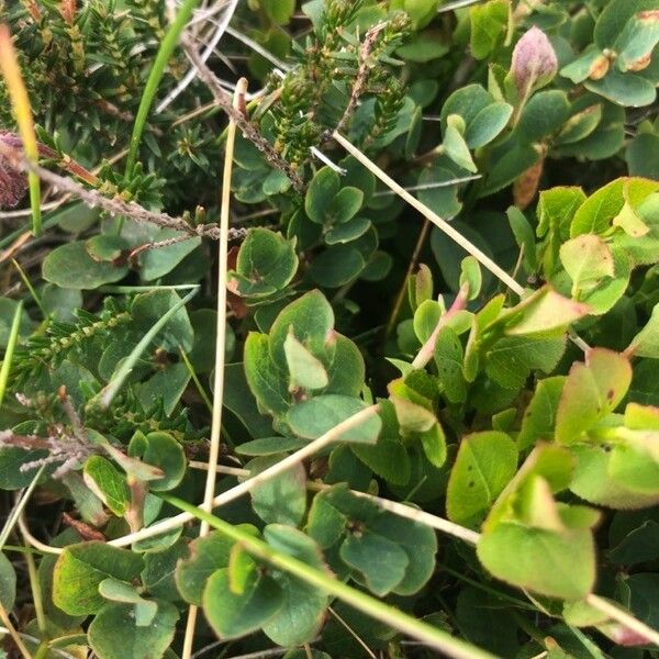 Vaccinium uliginosum Leaf