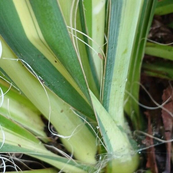 Yucca filamentosa Altres