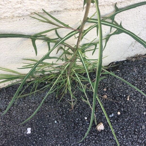 Lactuca saligna Feuille