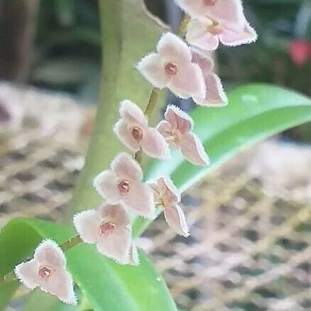 Stelis argentata 花
