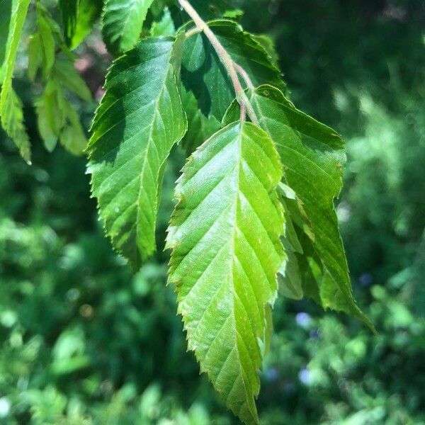 Carpinus caroliniana Liść