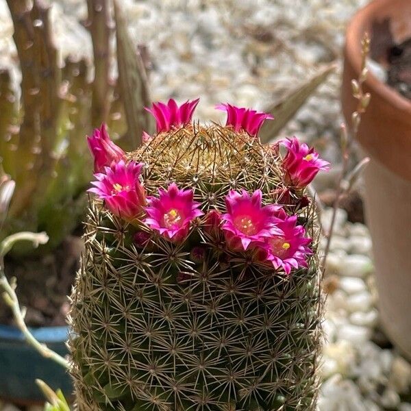 Mammillaria matudae Flower