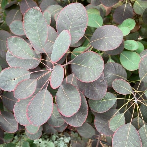 Cotinus coggygria 葉