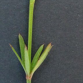 Crucianella latifolia अन्य