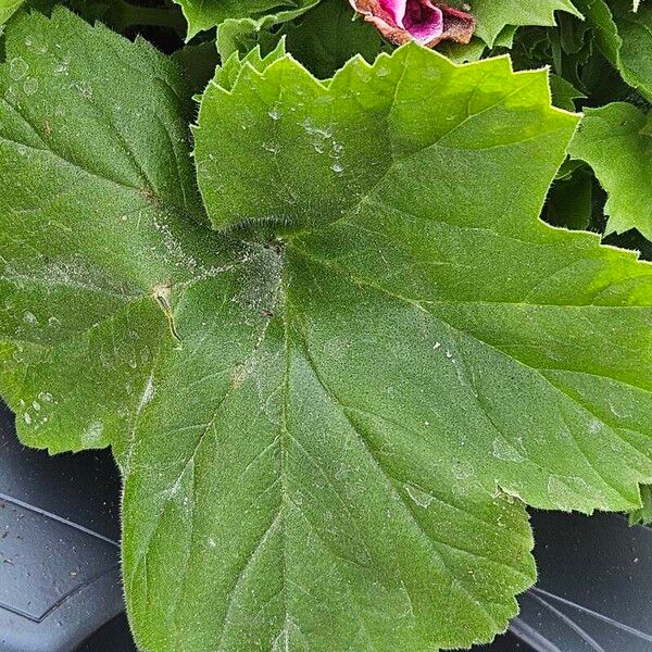 Pelargonium grandiflorum Folha