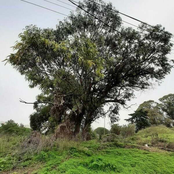 Eucalyptus globulus Habit