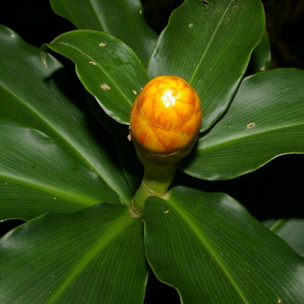 Costus wilsonii Flower