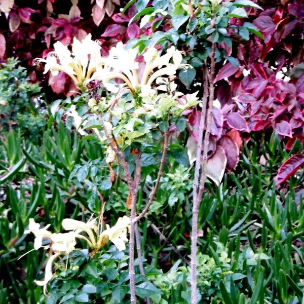 Tecomaria capensis Habit