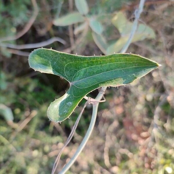 Smilax aspera Levél