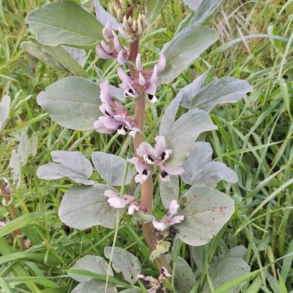 Vicia narbonensis Blomma