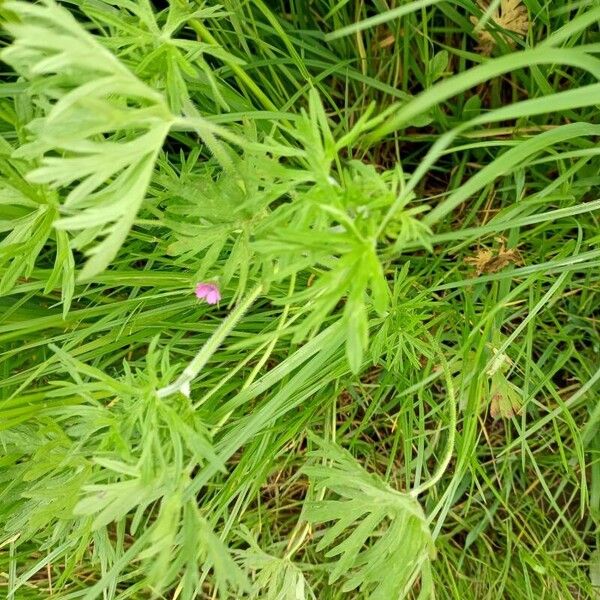 Geranium dissectum Leaf