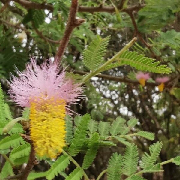 Dichrostachys cinerea Blomma