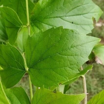 Nyctanthes arbor-tristis Hoja