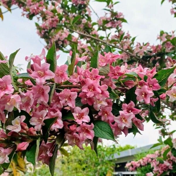 Weigela florida പുഷ്പം