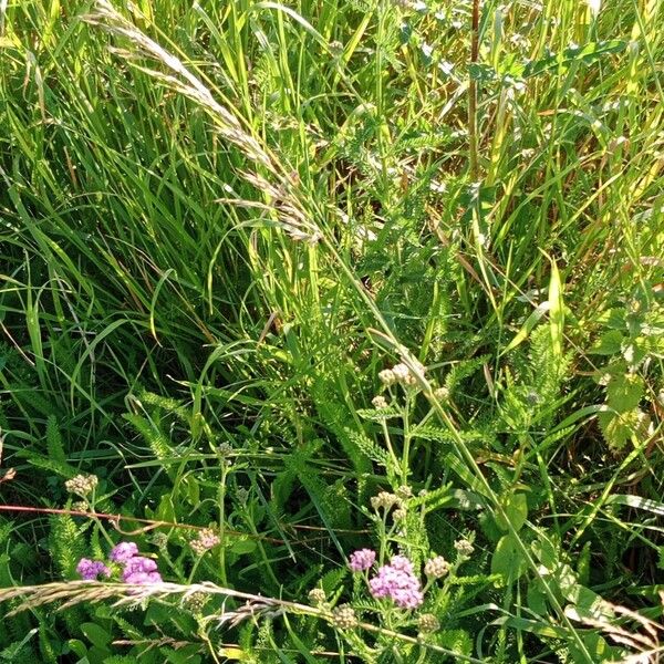 Achillea distans Hábito