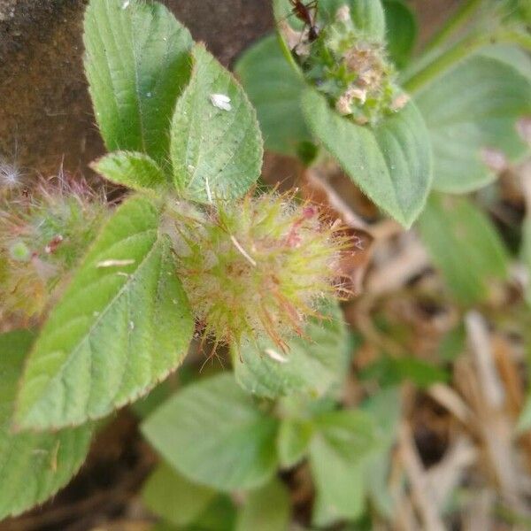 Acalypha alopecuroidea Liść