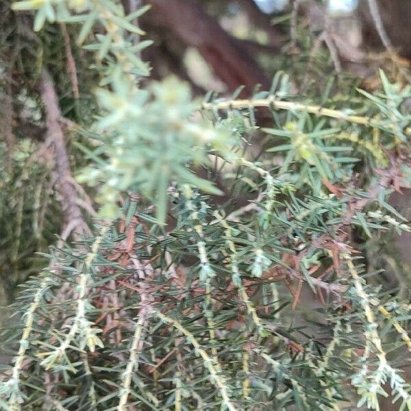 Juniperus cedrus Lapas