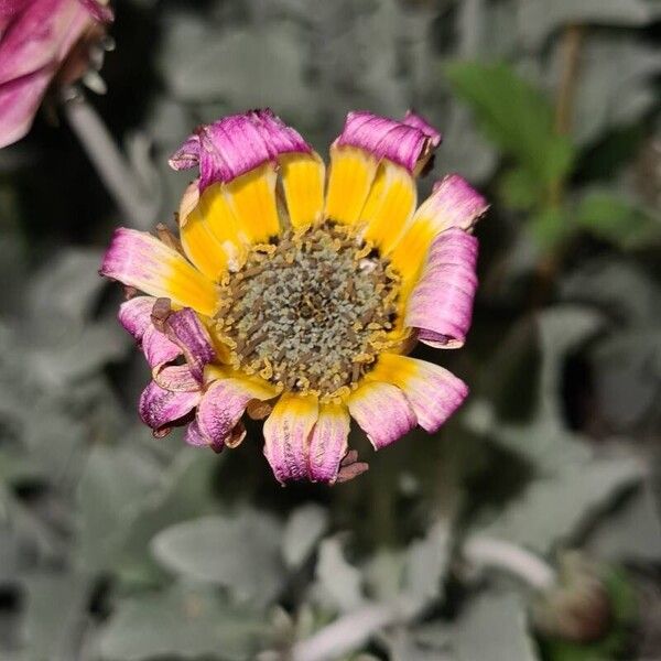 Arctotis stoechadifolia Flower