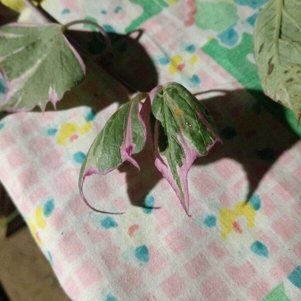 Ipomoea batatas Leaf